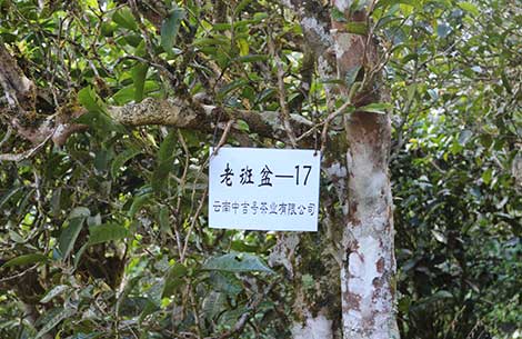 中吉號茶園